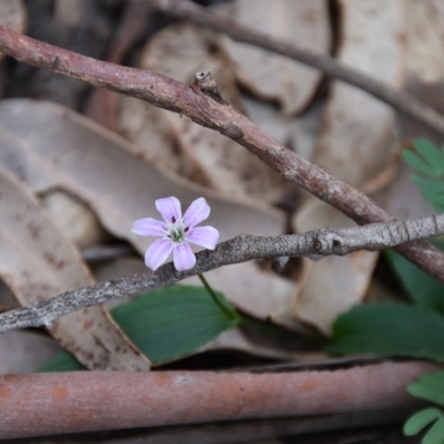 Schelhammera undulata (Lilac Lily) at WI Private Property - 12 Jul 2020 by wendie