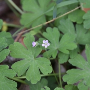 Geranium sp. at Termeil, NSW - 12 Jul 2020