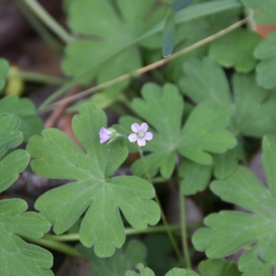 Geranium sp. (Geranium) at Termeil, NSW - 12 Jul 2020 by wendie