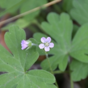 Geranium sp. at Termeil, NSW - 12 Jul 2020