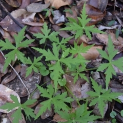 Hydrocotyle geraniifolia (Forest Pennywort) at Termeil, NSW - 5 Jul 2020 by wendie