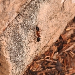 Camponotus consobrinus (Banded sugar ant) at Fadden, ACT - 26 Jan 2018 by YumiCallaway