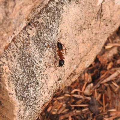 Camponotus consobrinus (Banded sugar ant) at Fadden, ACT - 26 Jan 2018 by YumiCallaway