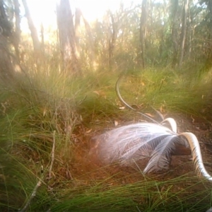 Menura novaehollandiae at Penrose, NSW - 10 Jul 2020