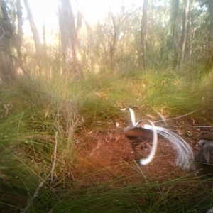 Menura novaehollandiae at Penrose, NSW - 10 Jul 2020