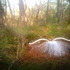 Menura novaehollandiae at Penrose, NSW - 10 Jul 2020