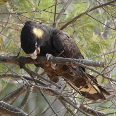 Zanda funerea (Yellow-tailed Black-Cockatoo) at Black Range, NSW - 10 Jul 2020 by AndrewMcCutcheon