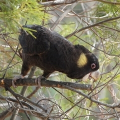 Zanda funerea at Black Range, NSW - 10 Jul 2020