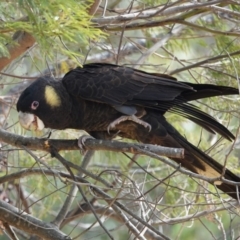 Zanda funerea at Black Range, NSW - 10 Jul 2020