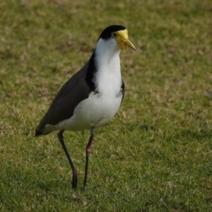 Vanellus miles at Merimbula, NSW - 30 Jun 2020 11:51 AM