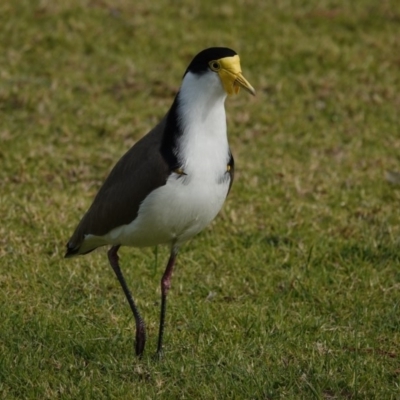 Vanellus miles (Masked Lapwing) at Merimbula, NSW - 30 Jun 2020 by AndrewMcCutcheon