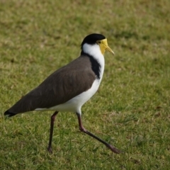 Vanellus miles at Merimbula, NSW - 30 Jun 2020