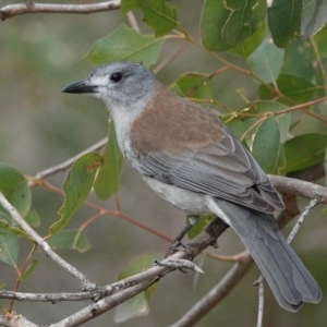 Colluricincla harmonica at Black Range, NSW - 10 Jul 2020