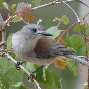 Colluricincla harmonica at Black Range, NSW - 10 Jul 2020