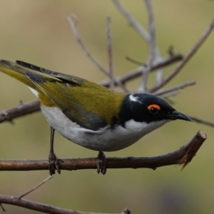 Melithreptus lunatus at Black Range, NSW - 10 Jul 2020