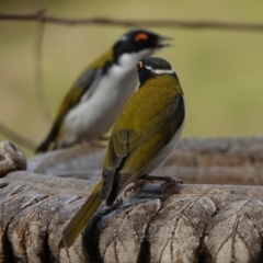 Melithreptus lunatus at Black Range, NSW - 10 Jul 2020 12:42 PM