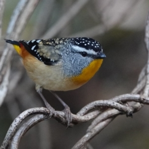 Pardalotus punctatus at Black Range, NSW - 11 Jul 2020