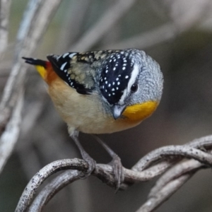 Pardalotus punctatus at Black Range, NSW - 11 Jul 2020