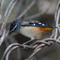 Pardalotus punctatus at Black Range, NSW - 11 Jul 2020