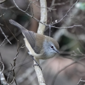 Gerygone mouki at Black Range, NSW - 11 Jul 2020