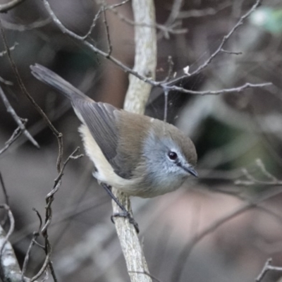 Gerygone mouki (Brown Gerygone) at Black Range, NSW - 11 Jul 2020 by AndrewMcCutcheon