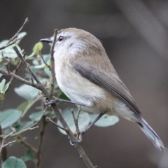 Gerygone mouki at Black Range, NSW - 11 Jul 2020