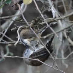 Gerygone mouki at Black Range, NSW - 11 Jul 2020