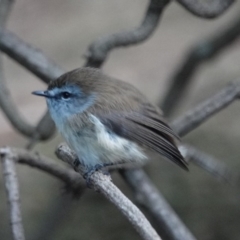 Gerygone mouki at Black Range, NSW - 11 Jul 2020