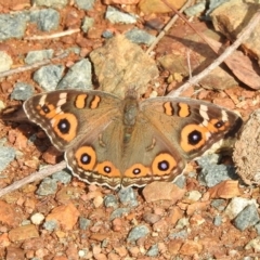 Junonia villida (Meadow Argus) at QPRC LGA - 16 Apr 2018 by YumiCallaway