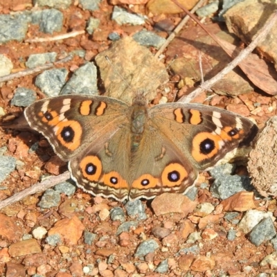 Junonia villida (Meadow Argus) at Googong Foreshore - 16 Apr 2018 by YumiCallaway