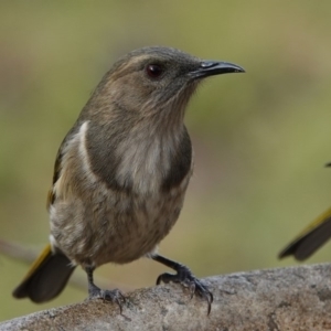 Phylidonyris pyrrhopterus at Black Range, NSW - 10 Jul 2020 12:45 PM