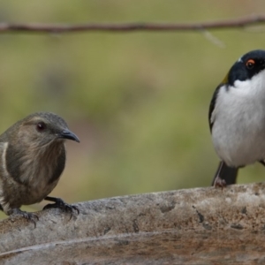 Phylidonyris pyrrhopterus at Black Range, NSW - 10 Jul 2020