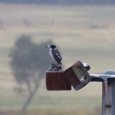 Cracticus torquatus (Grey Butcherbird) at Bega, NSW - 13 Jul 2020 by MatthewHiggins