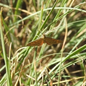 Scopula rubraria at Coree, ACT - 2 Apr 2018 09:09 AM