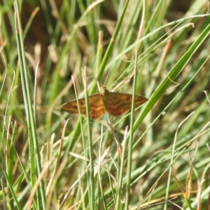 Scopula rubraria at Coree, ACT - 2 Apr 2018 09:09 AM