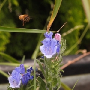 Apis mellifera at Fadden, ACT - 29 Dec 2017 02:16 PM