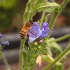 Apis mellifera at Fadden, ACT - 29 Dec 2017 02:16 PM