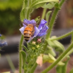 Apis mellifera at Fadden, ACT - 29 Dec 2017 02:16 PM