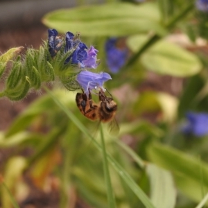 Apis mellifera at Fadden, ACT - 29 Dec 2017 02:16 PM