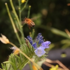 Apis mellifera at Fadden, ACT - 29 Dec 2017 02:16 PM