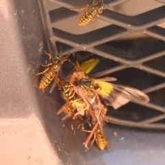 Vespula germanica (European wasp) at Paddys River, ACT - 28 Feb 2018 by YumiCallaway