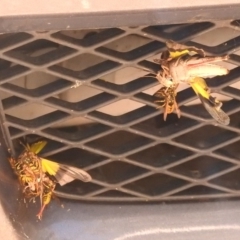 Vespula germanica at Paddys River, ACT - 28 Feb 2018