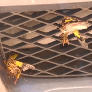 Vespula germanica at Paddys River, ACT - 28 Feb 2018