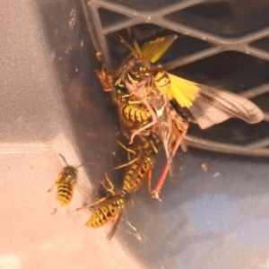 Vespula germanica at Paddys River, ACT - 28 Feb 2018