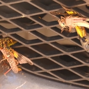 Vespula germanica at Paddys River, ACT - 28 Feb 2018