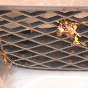 Vespula germanica at Paddys River, ACT - 28 Feb 2018