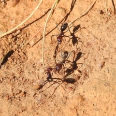 Iridomyrmex purpureus (Meat Ant) at Symonston, ACT - 31 Mar 2018 by YumiCallaway