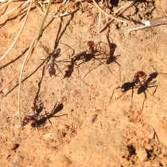 Iridomyrmex purpureus at Symonston, ACT - 1 Apr 2018 09:45 AM