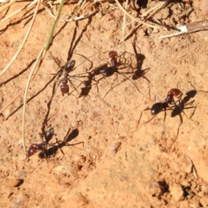 Iridomyrmex purpureus at Symonston, ACT - 1 Apr 2018