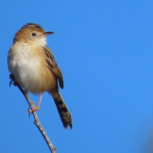 Cisticola exilis at Fyshwick, ACT - 7 Jul 2020